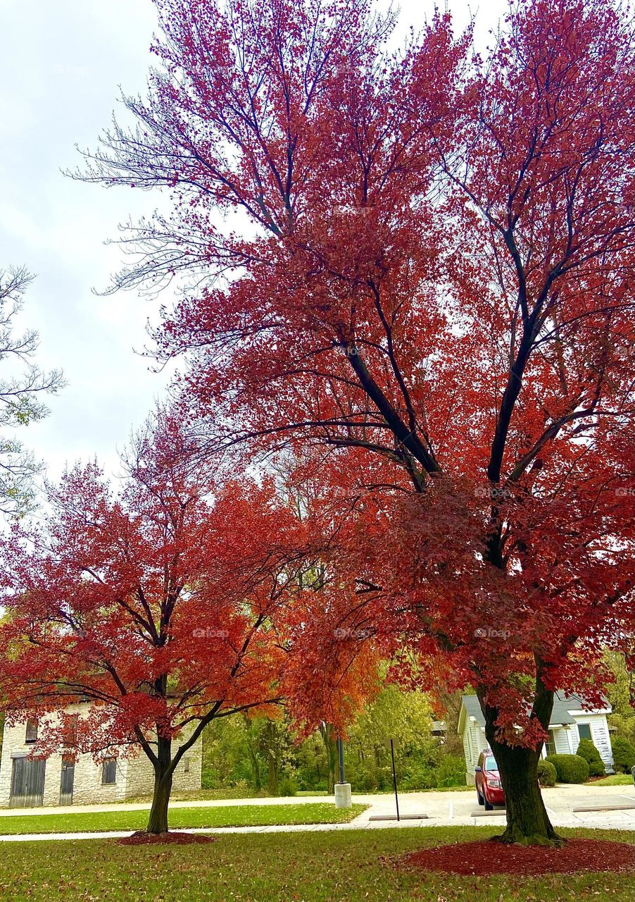 Autumn Neighborhood 