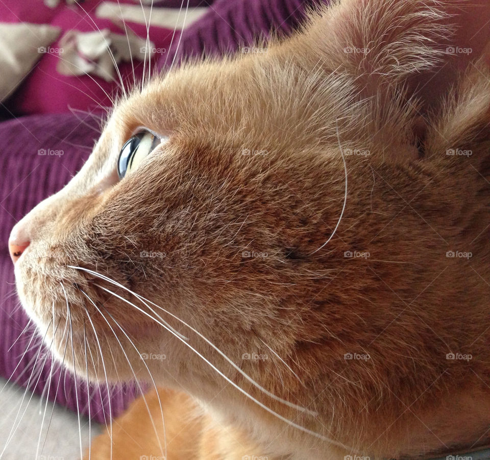 london cat flo iphone5 by ijbailey