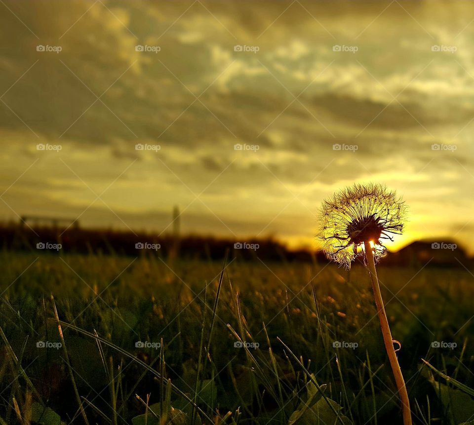 A dandelions sunrise