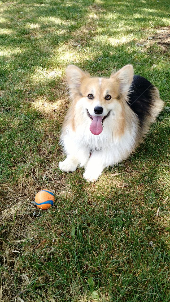 fetch please?. begging and won't give up