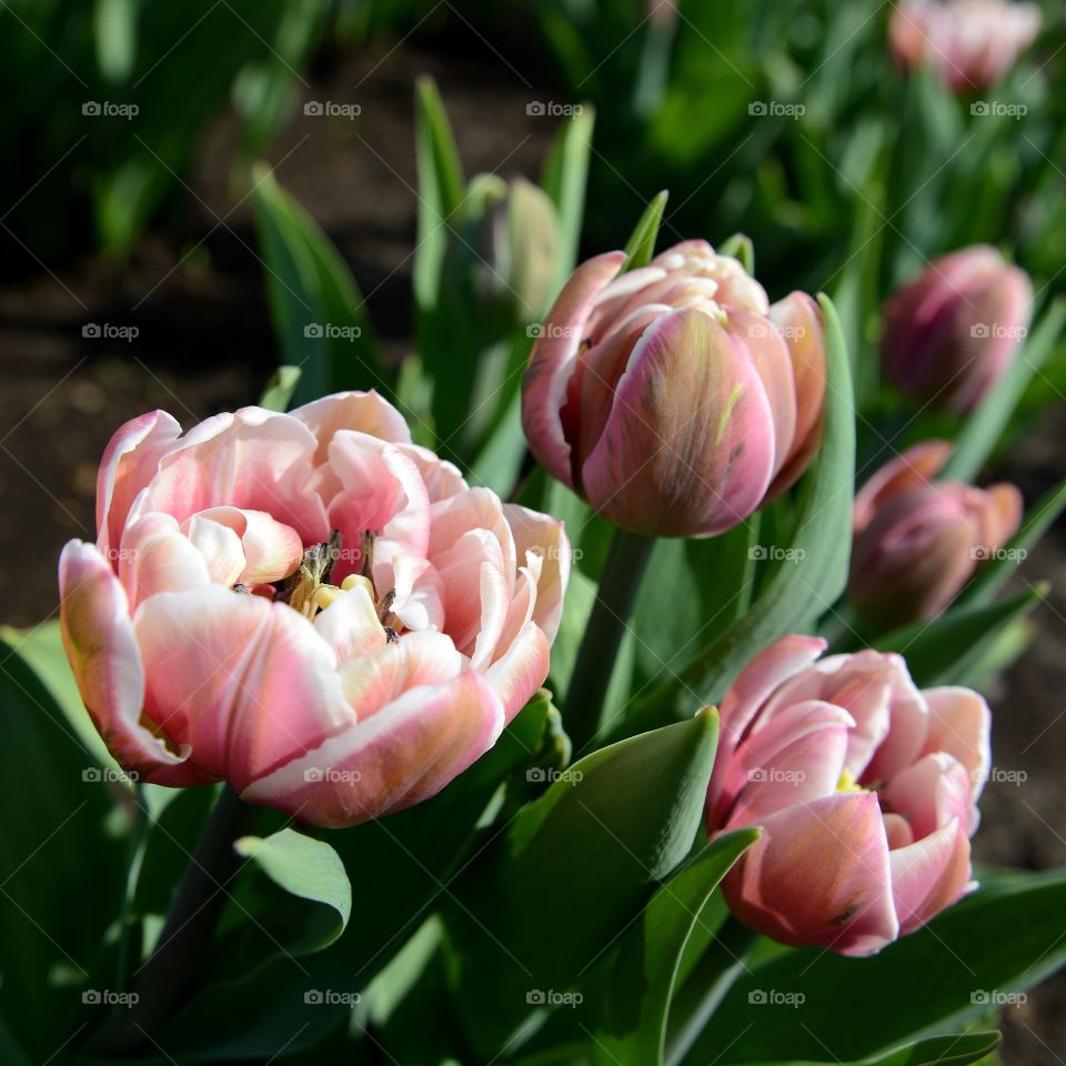 Tulips. Tulip flowers.  Nature photography.