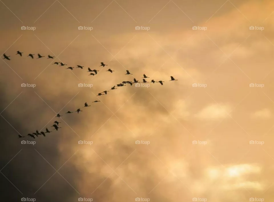 birds