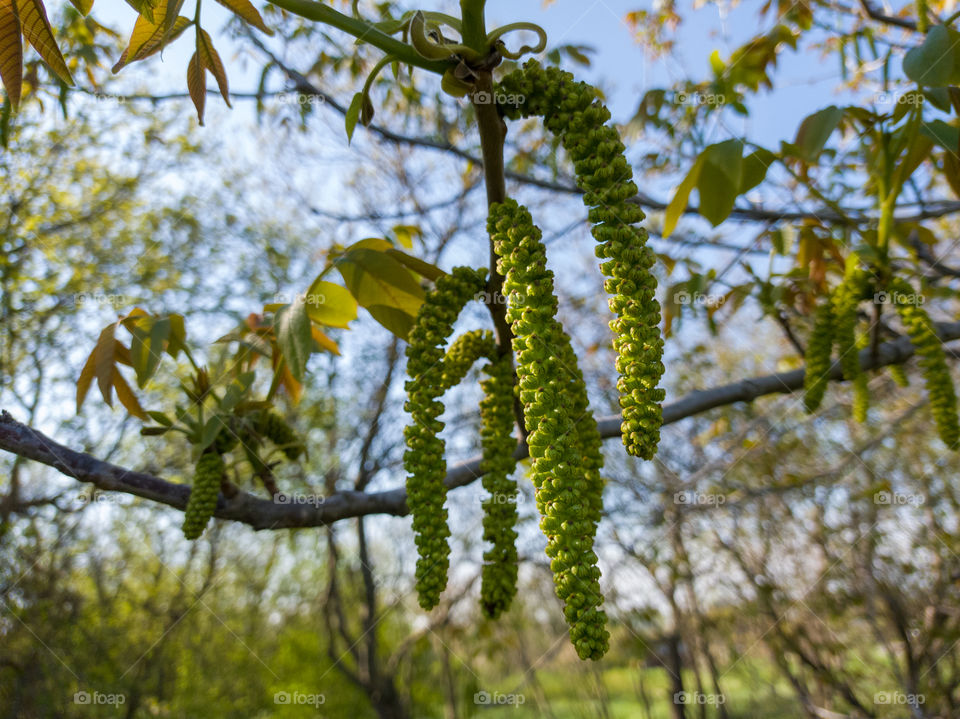 Walnut blossomy. May 2021