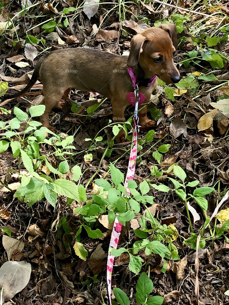 Dachshund puppy in grass 