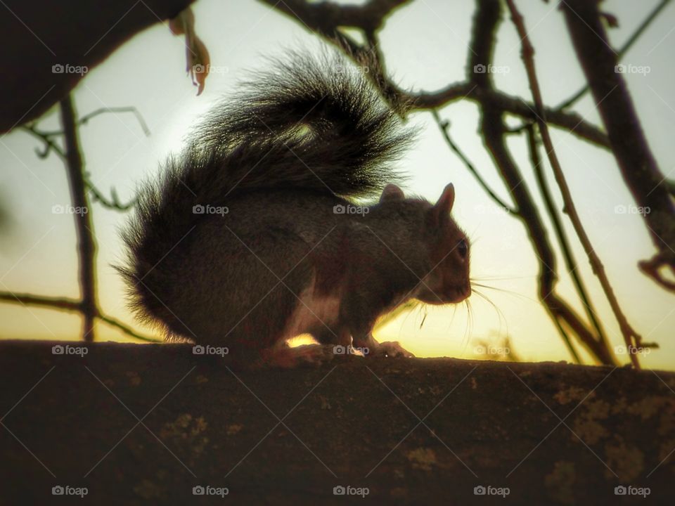squirrel at sun set