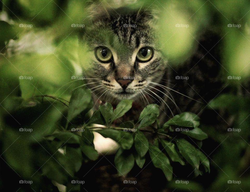 A cat looking through bushes with a penetrating gaze, prepared to hunt.