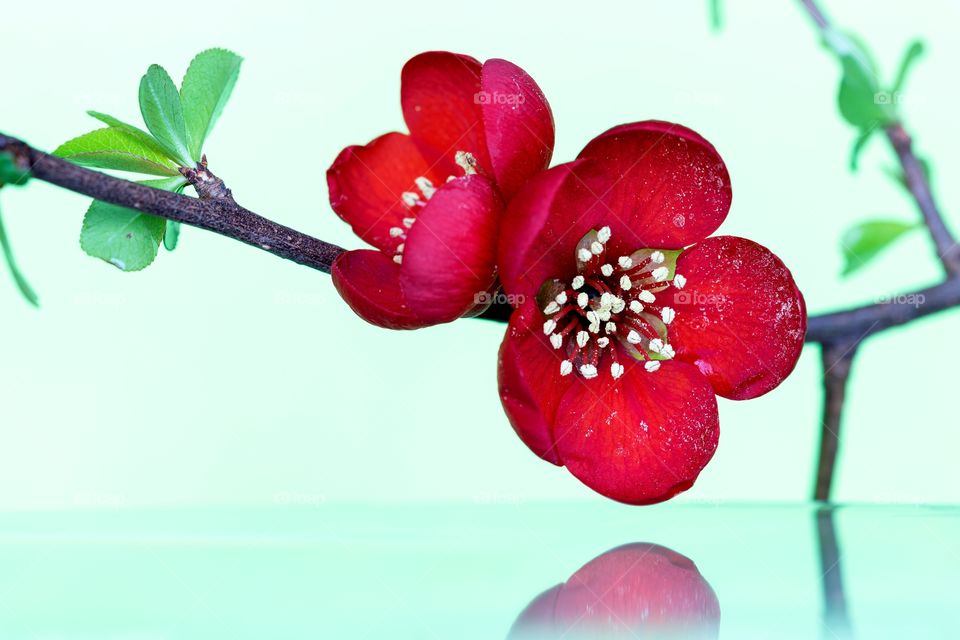 A close uo portrait of a red flower of a Japanese quince on a branch hanging above a still water surface which acts like an almost perfect mirror, creating a nice reflection.