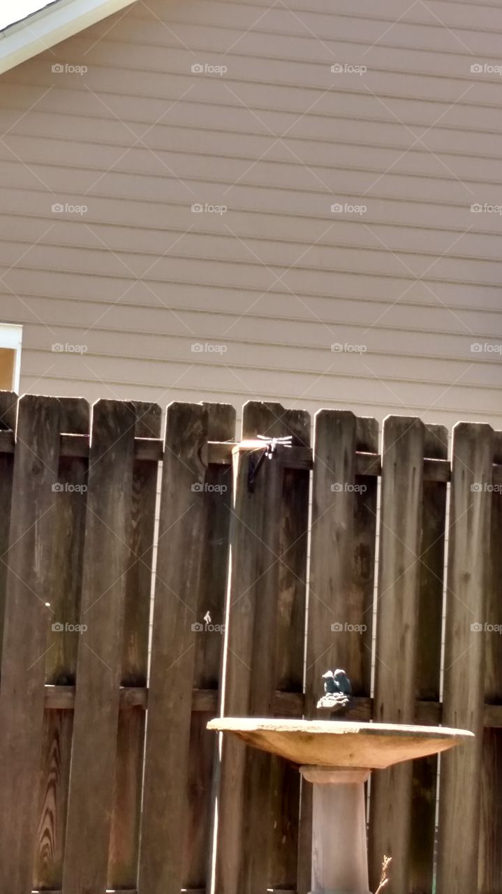 Dragonfly Play. Watching dragonflies playing