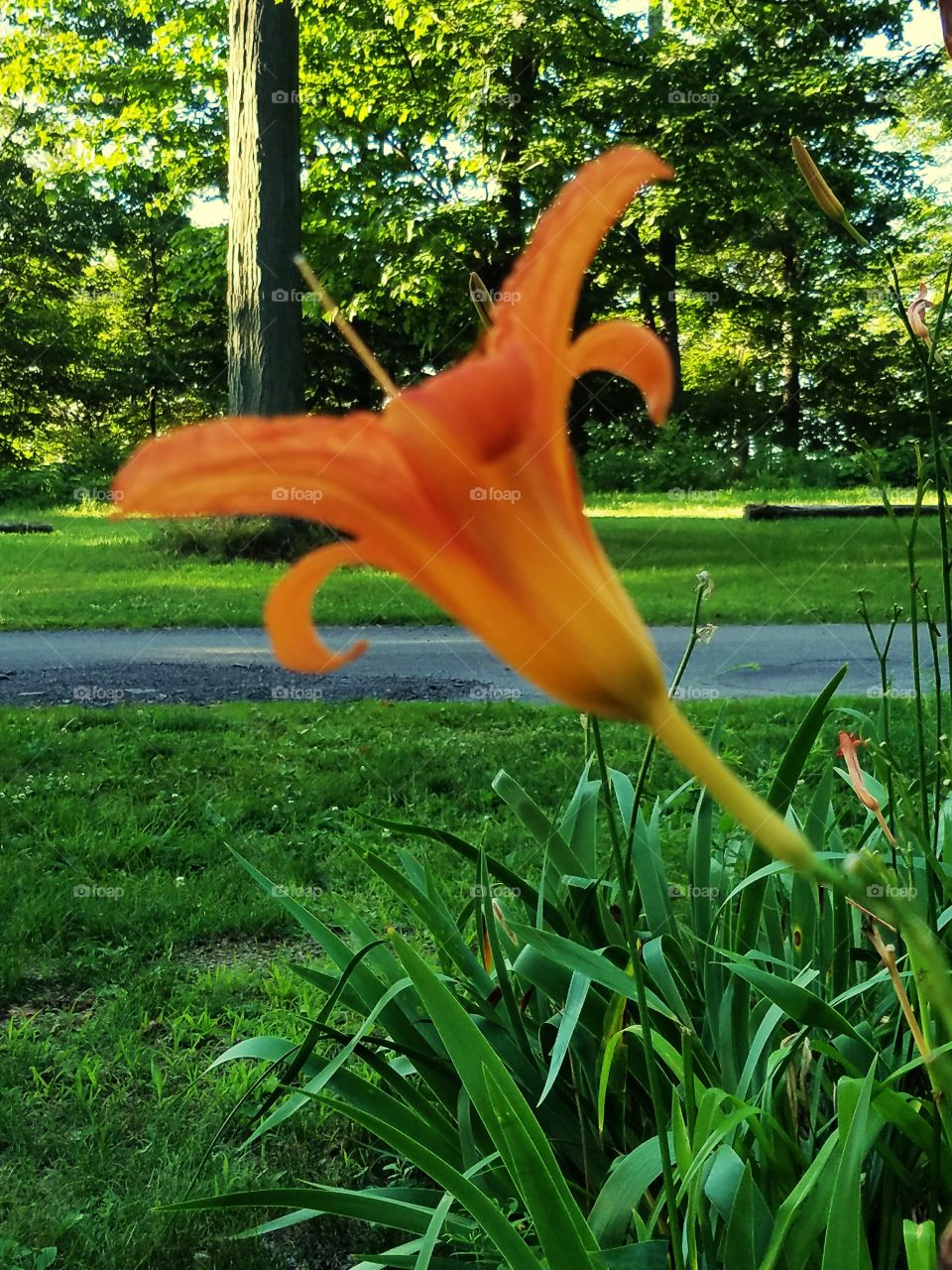 Side view of a day lily