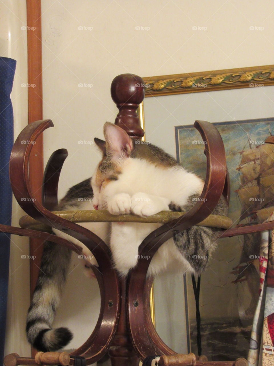 Cat on a hat rack