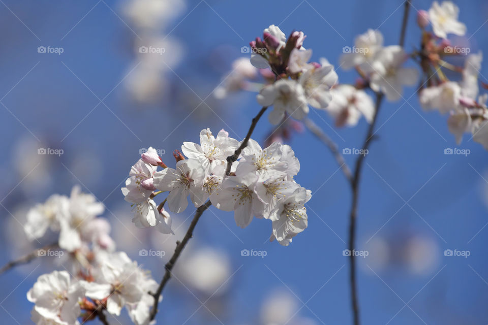 Cherry blossom, closeup on the branch with flowers