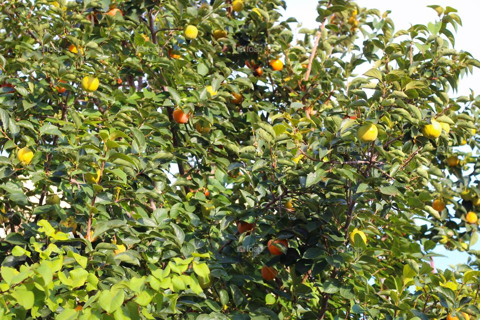 Kaki Japanese Persimmon tree with fruits in the natural environment