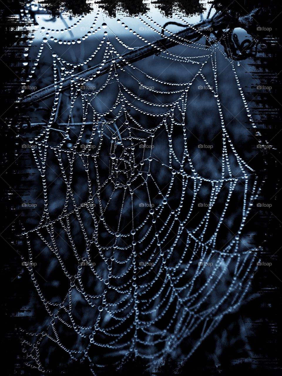 Dew drops on spiderweb