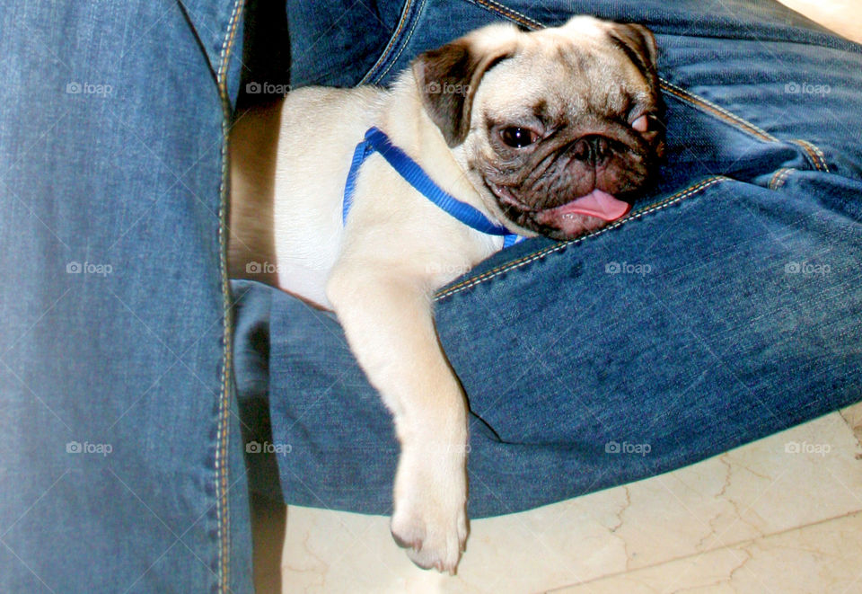 Puppy pug clinging around his daddy's legs, tongue out