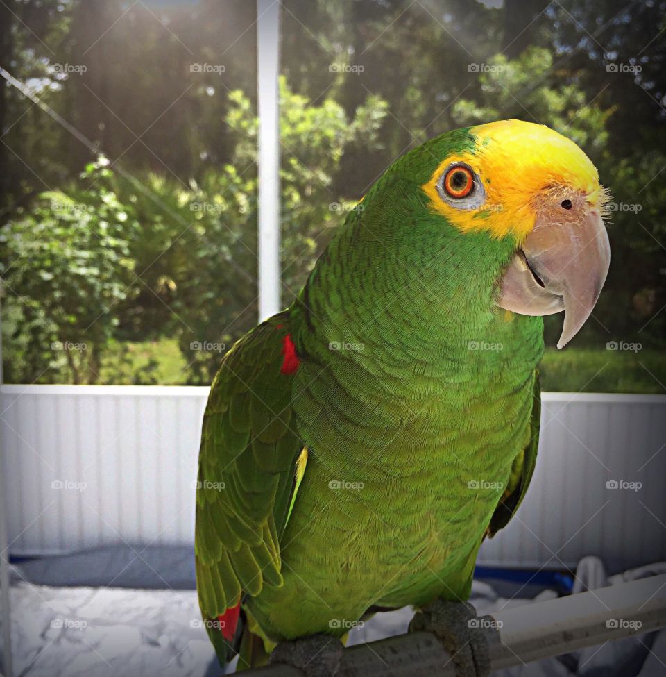 Sonny the bright green and yellow Parrot enjoying a sunny morning on the screened in backyard porch.