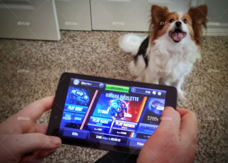 Man's hands playing a video game with a Papillon puppy dog looks on smiling while I'm having photo fun at home