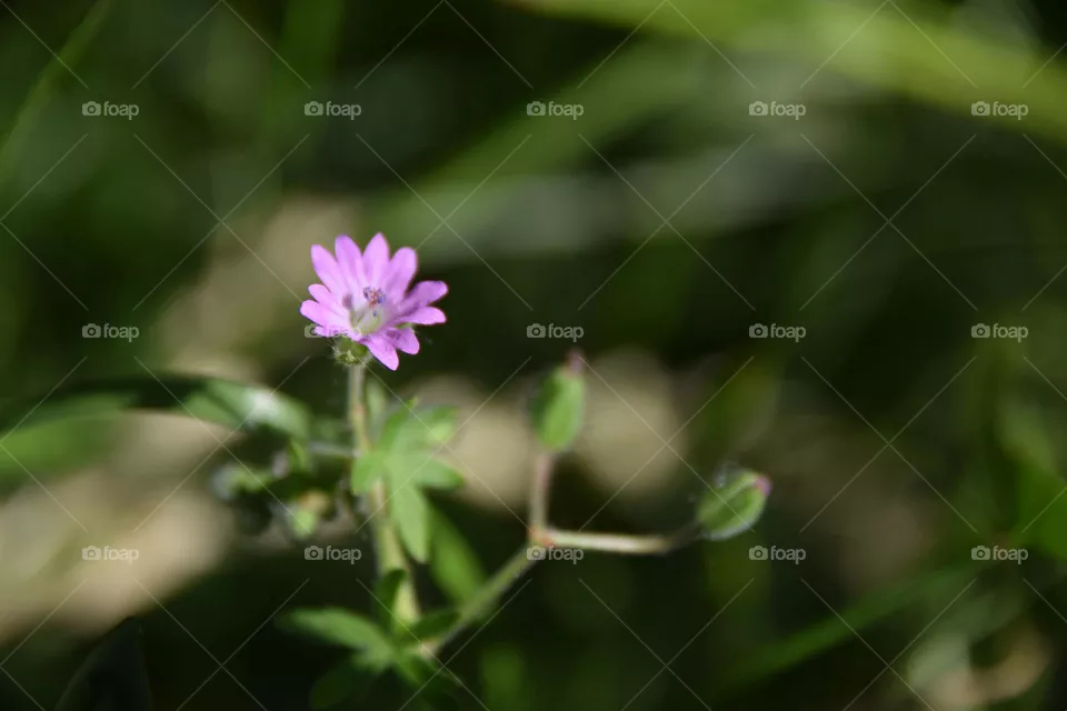Wildflower