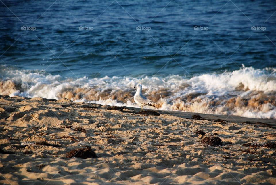Sea gull in the surf
