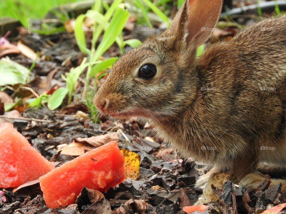 Our little wild Bun Bun