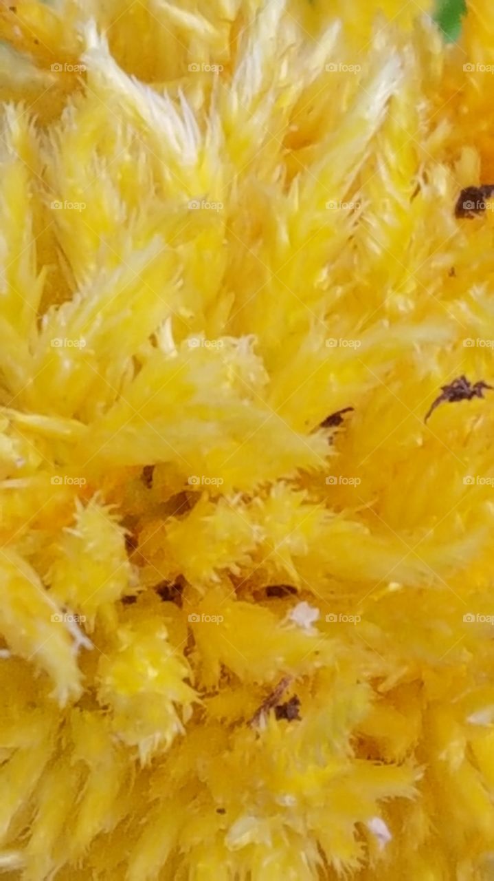 fuzzy yellow flower