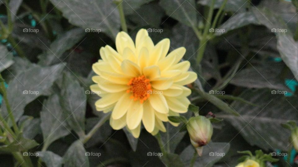 Yellow flower