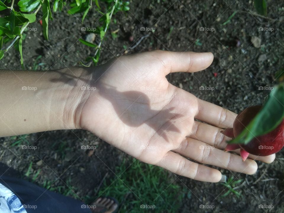 A shadow of fruit on my hand!!