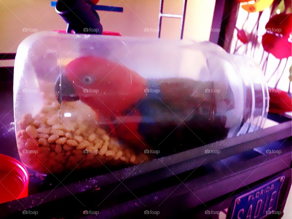 Adorable red parrot "Sadie" in the " cookie "jar.