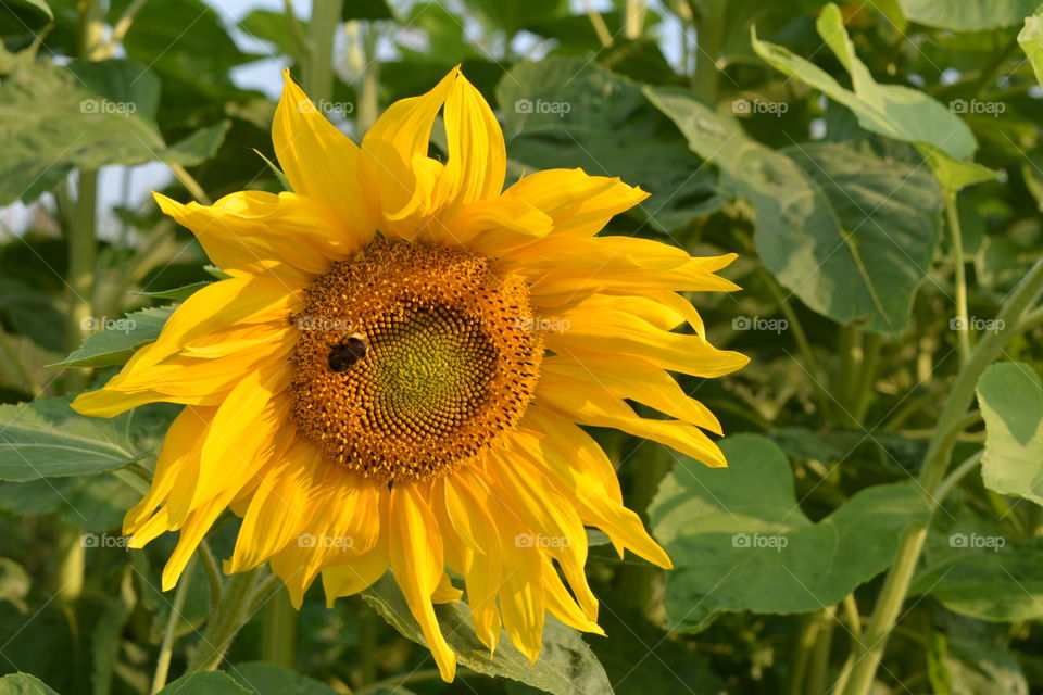 Nature, Flora, Summer, Flower, Leaf