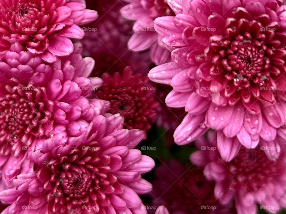 Chrysanthemum in bloom
