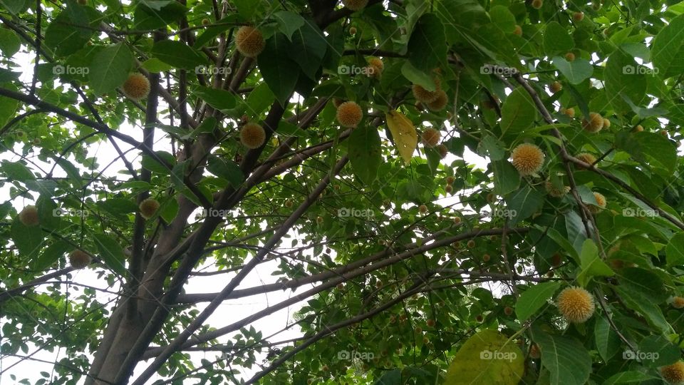 a beautiful tree in the Forest