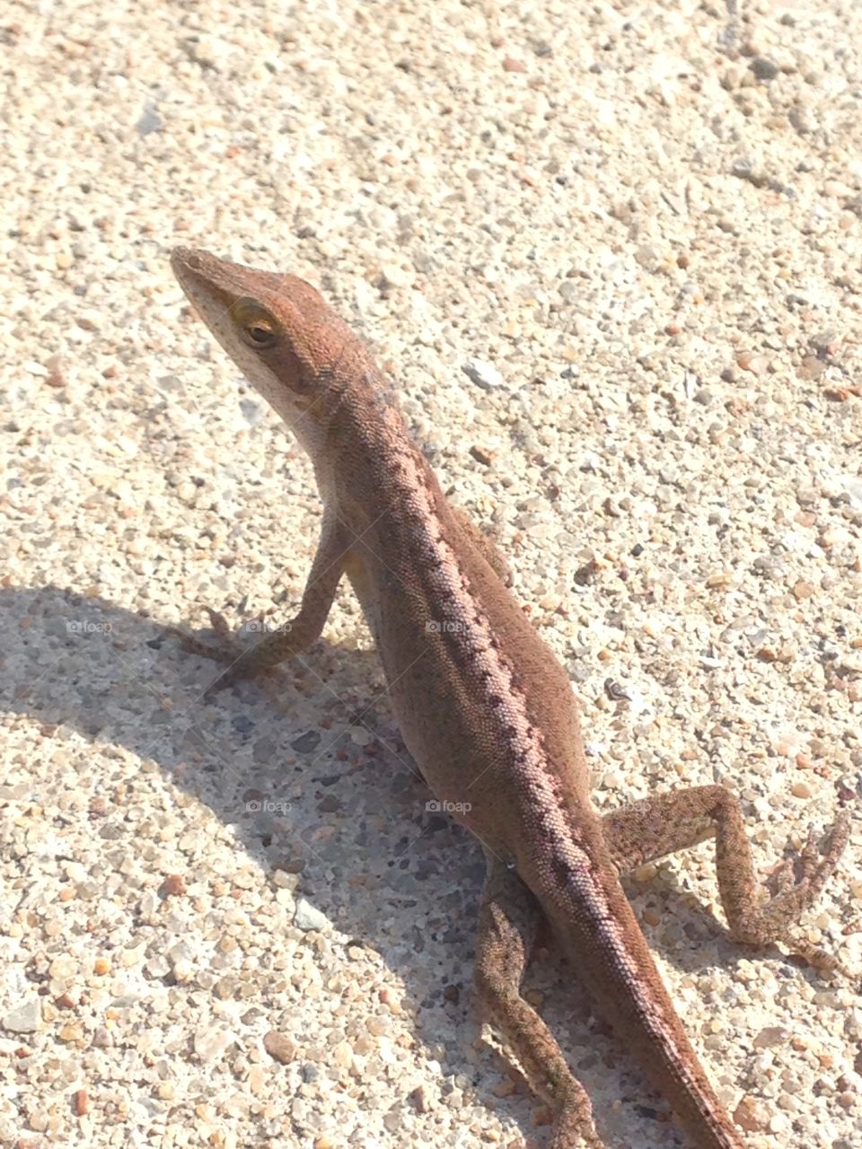 Gimme some sun . A lizard sunning in the sidewalk