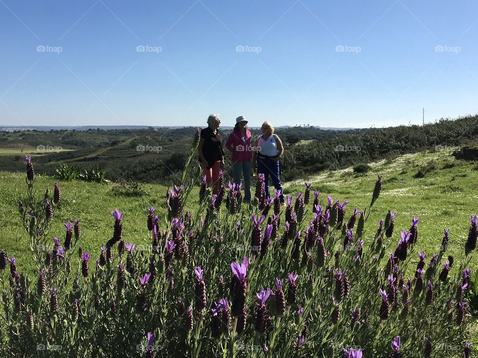 Walking landscape with wild lavendula