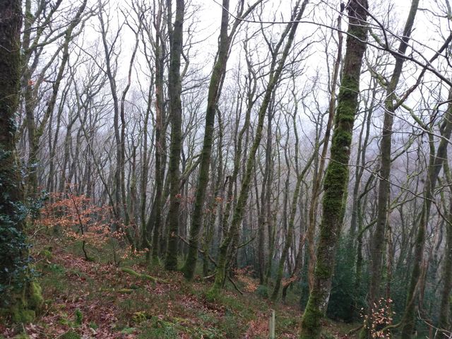 Skinny Evading the mist