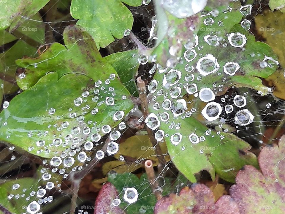 dew drops on  autumn leaves