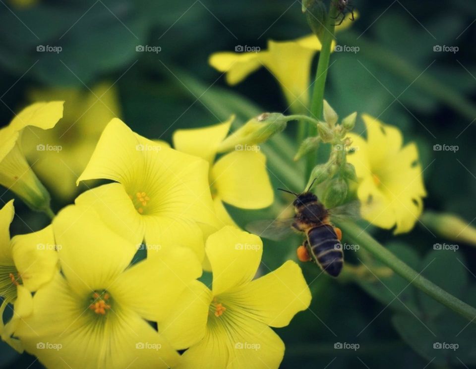 Flowers#nature#bee