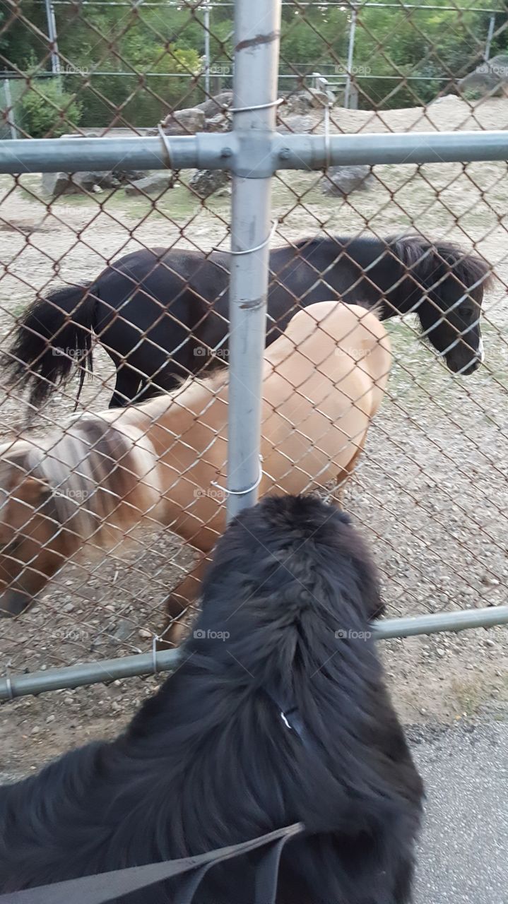 newfoundlander vs pony