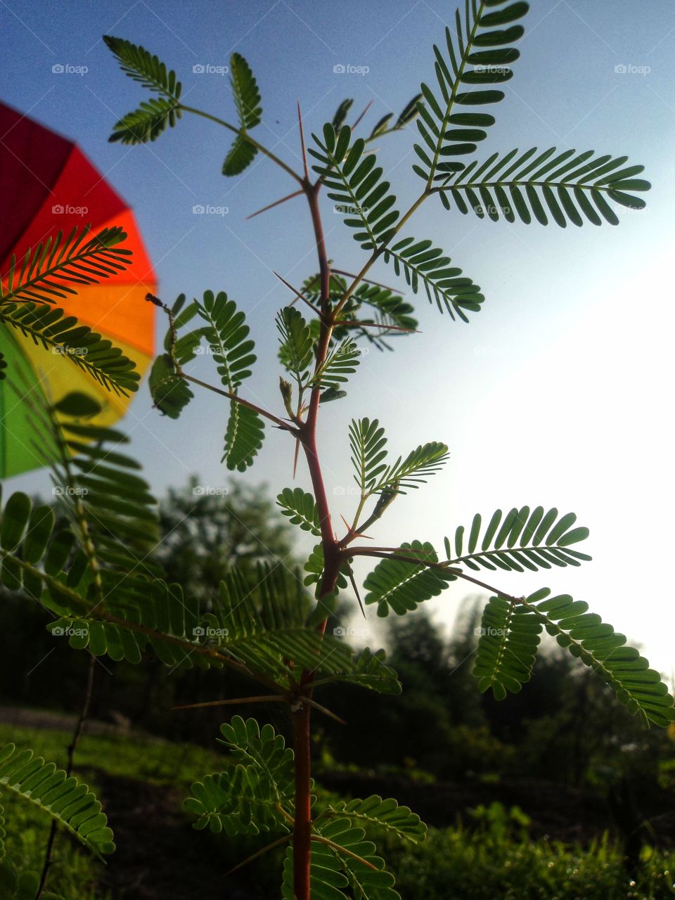 mall Arabica tree and half of umbrella in garden.