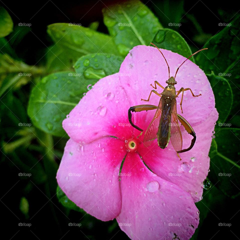 Bug on a flower. Bug on a flower