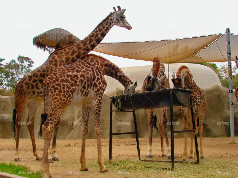 Giraffes . San Diego Zoo