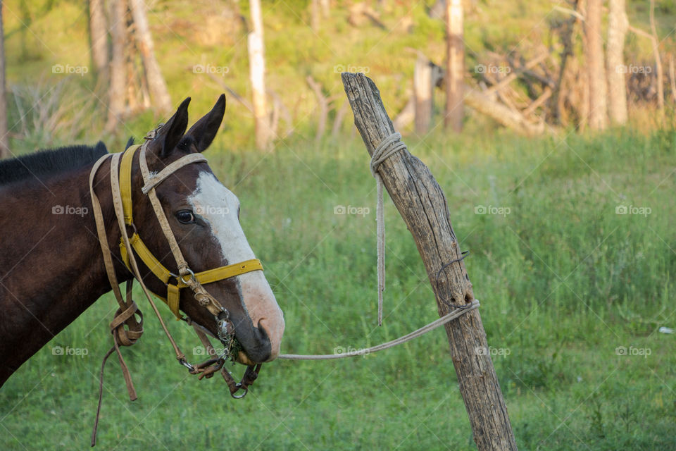 horse tied to a hitching post