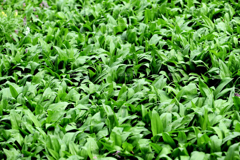 fullframe background of wild garlic leaves (ramson)