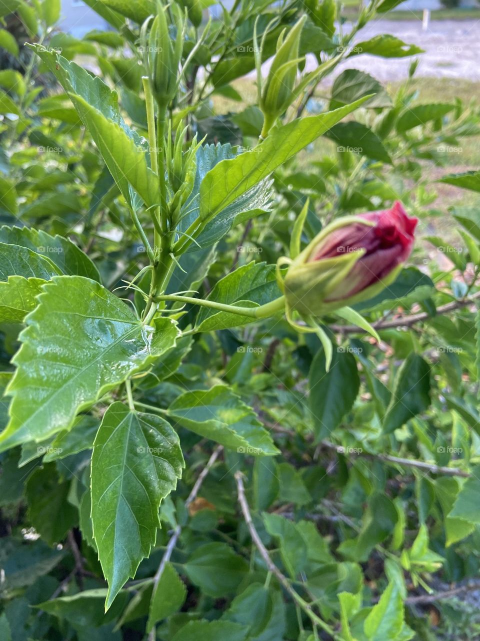 A simple flower bud