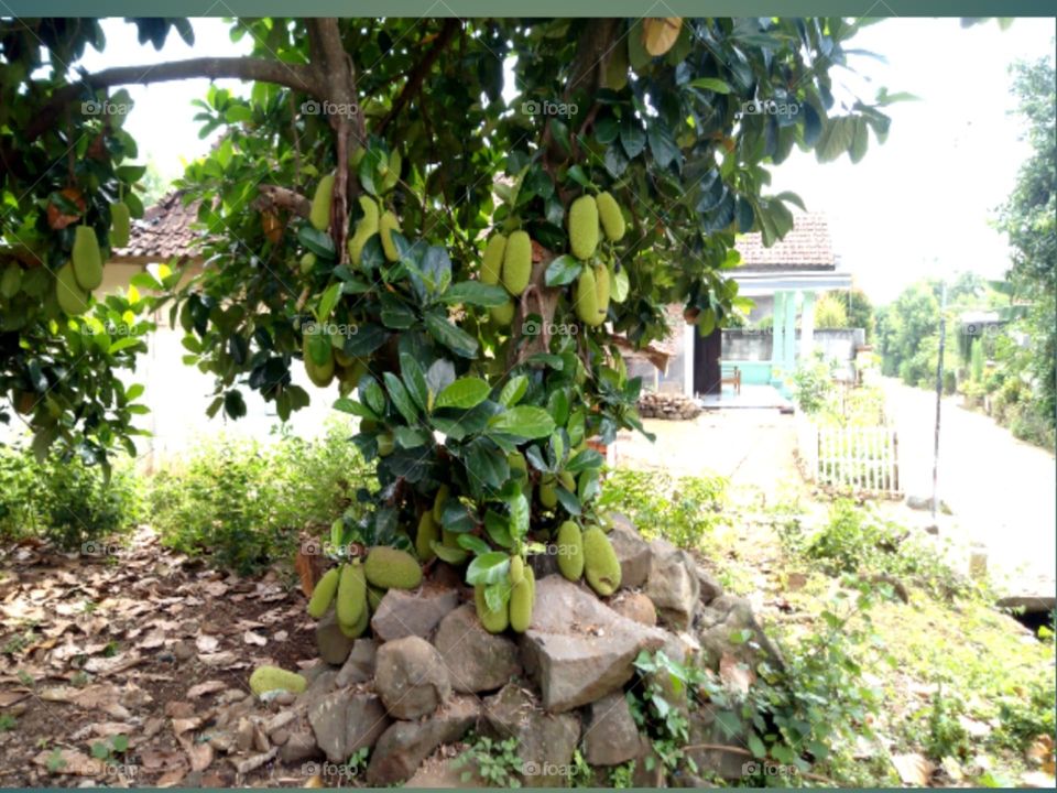 jackfruit