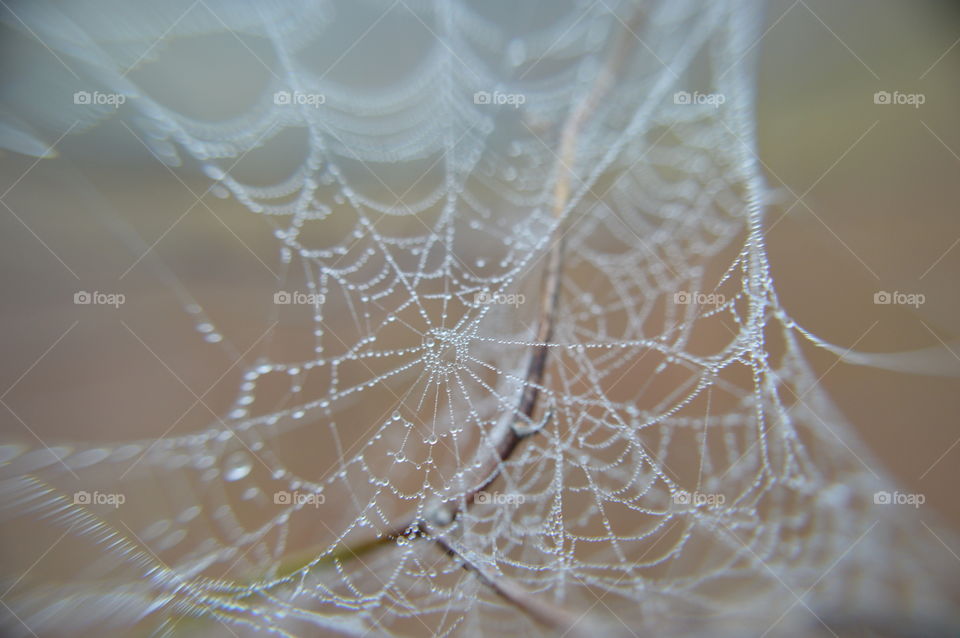 web