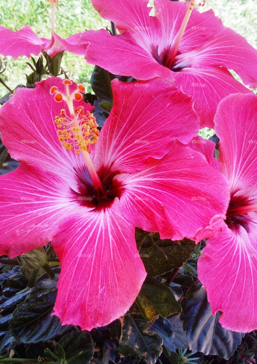 Pink hibiscus