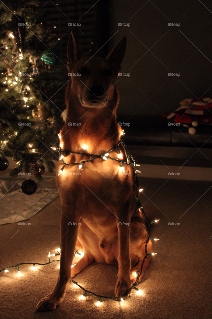 dog christmas lights puppy by edrebbweb