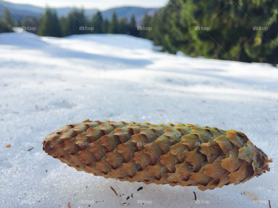Pine cone on the snow with forest in the background