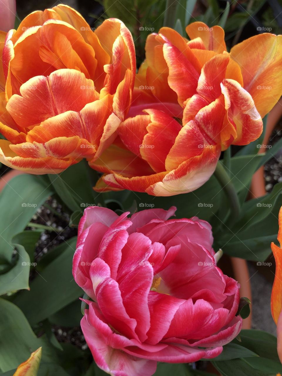 Tulips