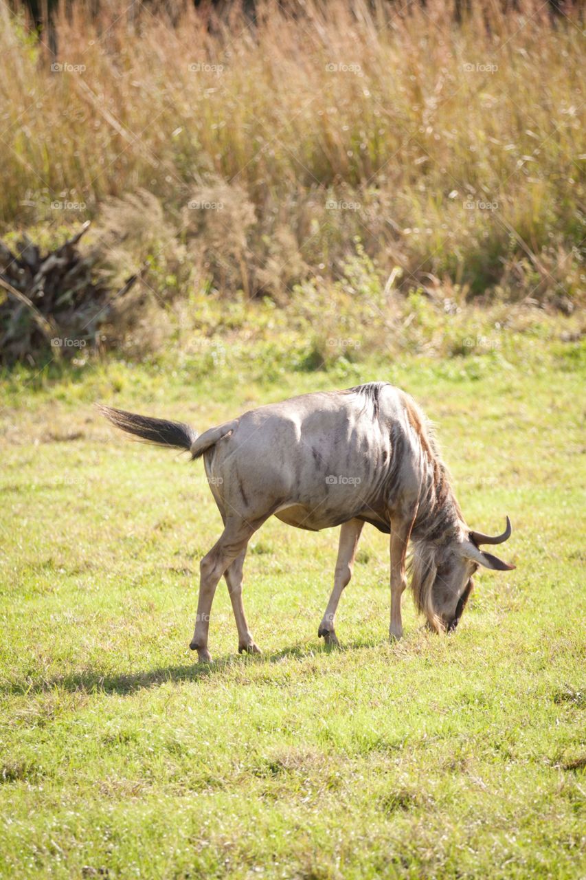 Wildebeest 