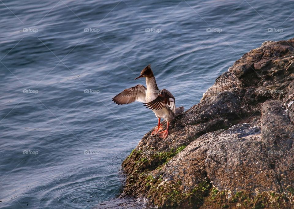 Bird flapping wings on rock